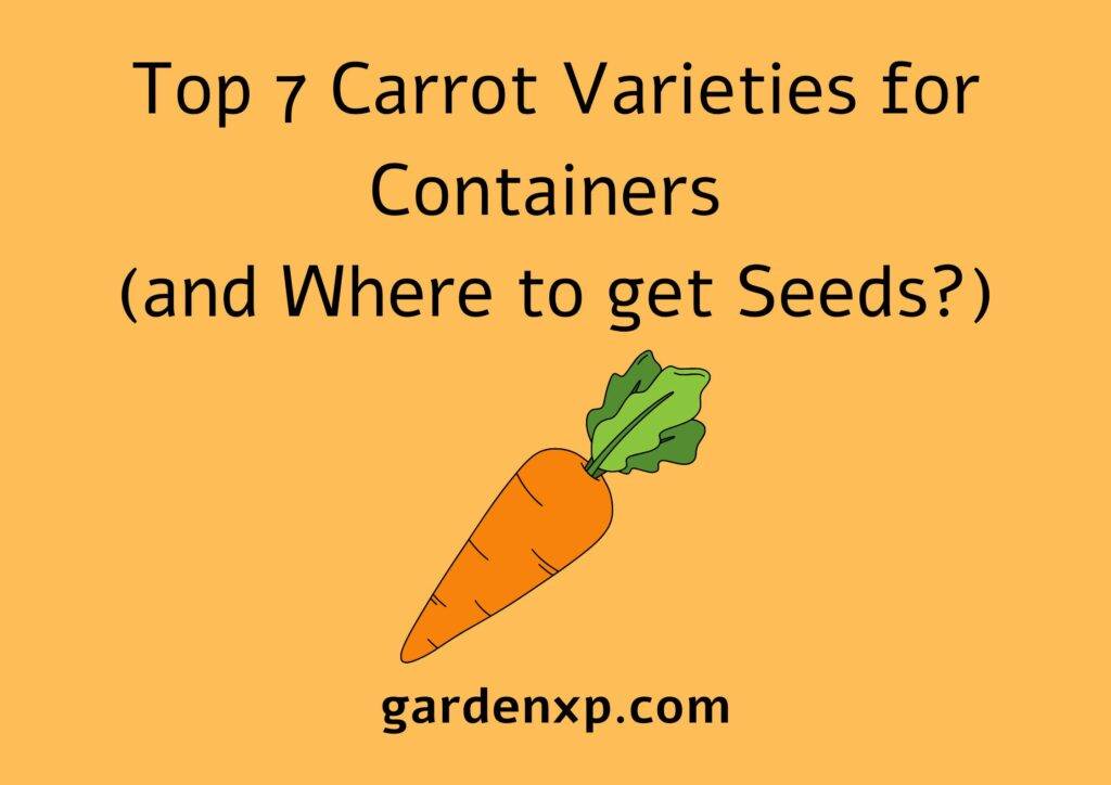Top 7 Carrot Varieties for Containers (and Where to get Seeds?)
