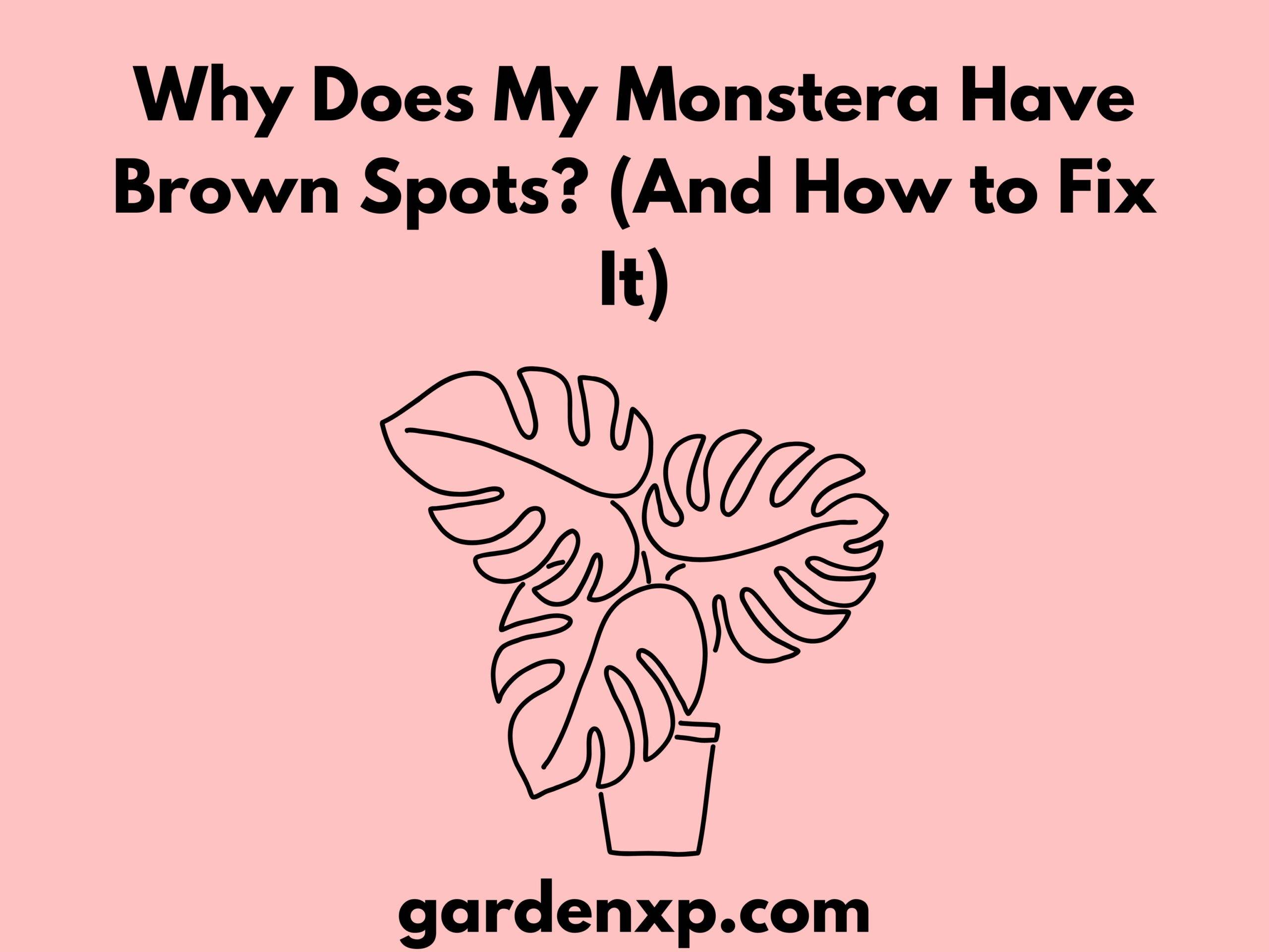 Why Does My Monstera Have Brown Spots? (And How to Fix It)