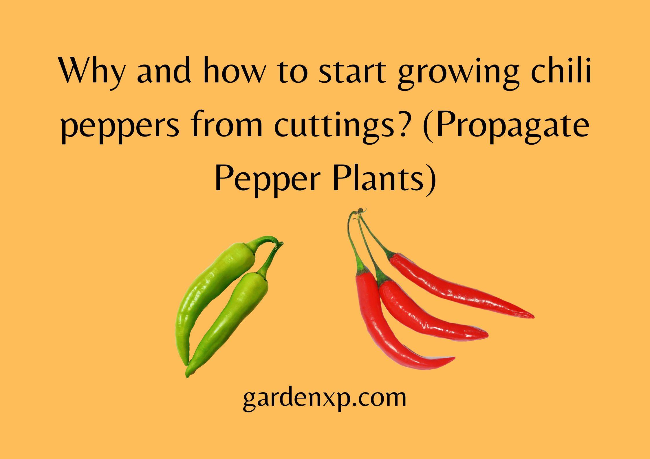 Why and how to start growing chili peppers from cuttings? (Propagate Pepper Plants)