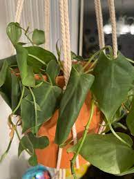 Philodendron Leaves Curling - Causes and How to Fix It?