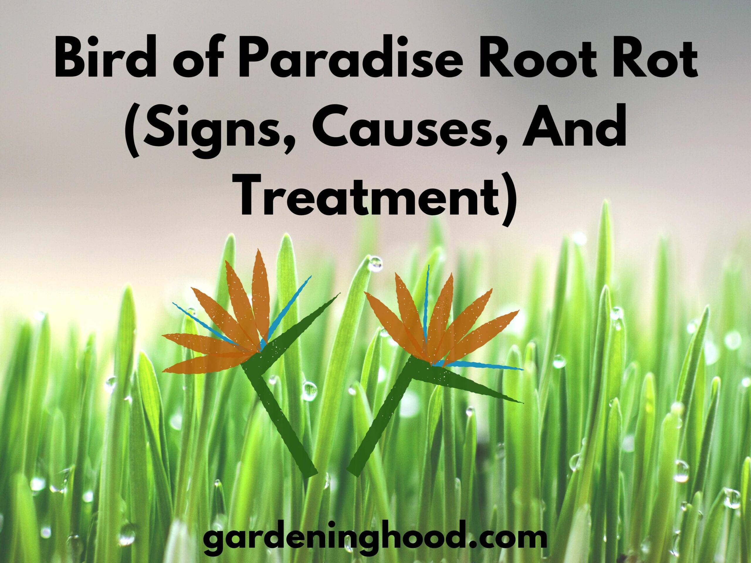 Bird of Paradise Root Rot (Signs, Causes, And Treatment)