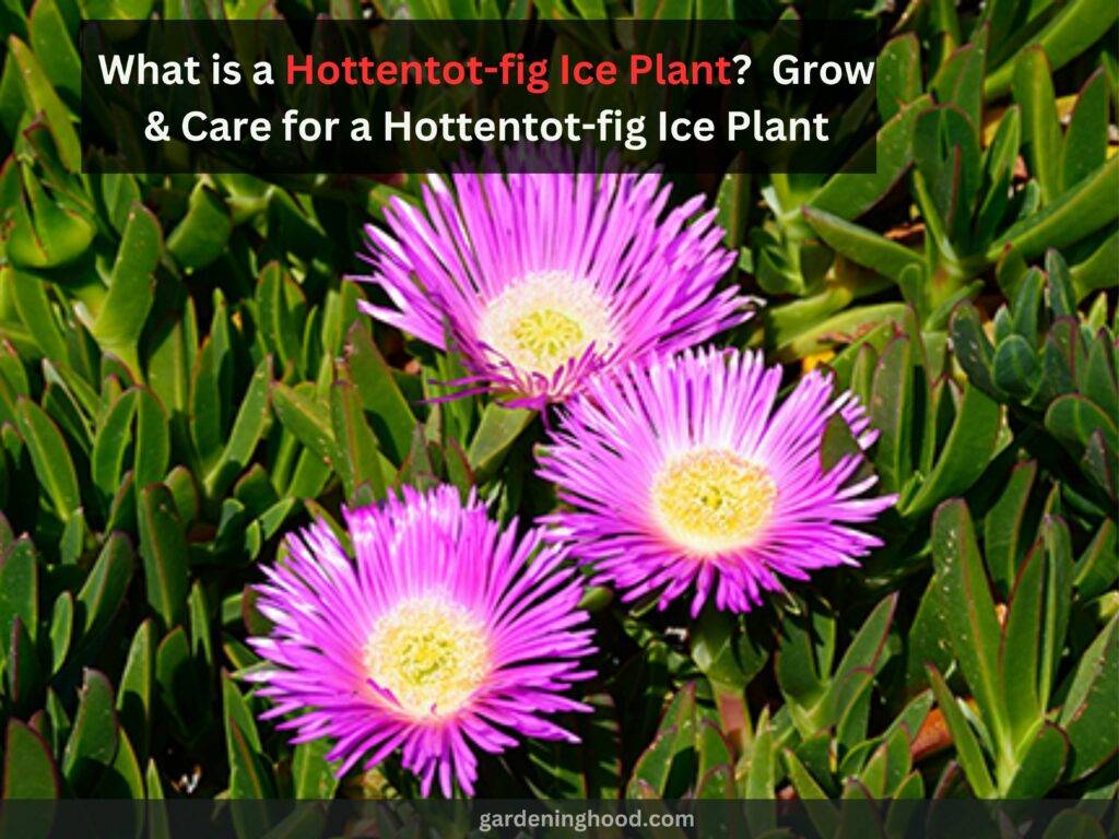 What is a Hottentot-fig Ice Plant? - Grow & Care for a Hottentot-fig Ice Plant