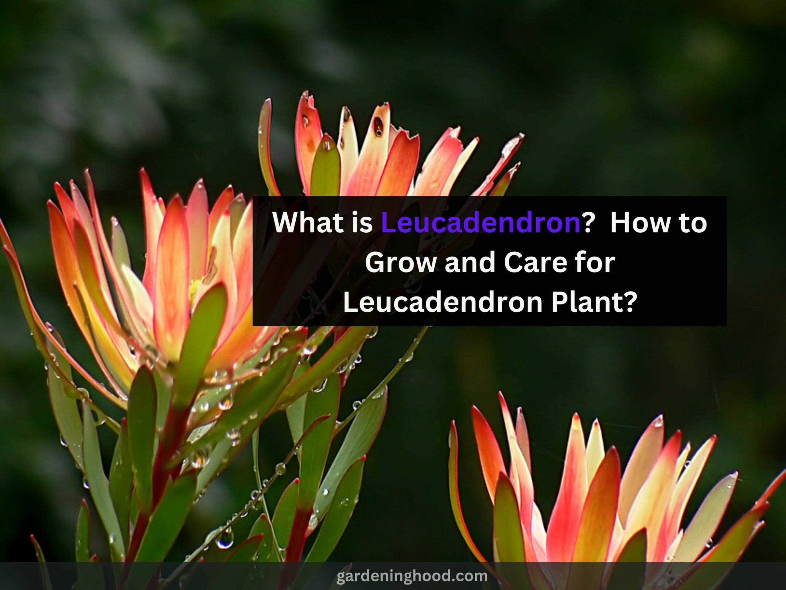 What is Leucadendron? - How to Grow and Care for Leucadendron Plant?