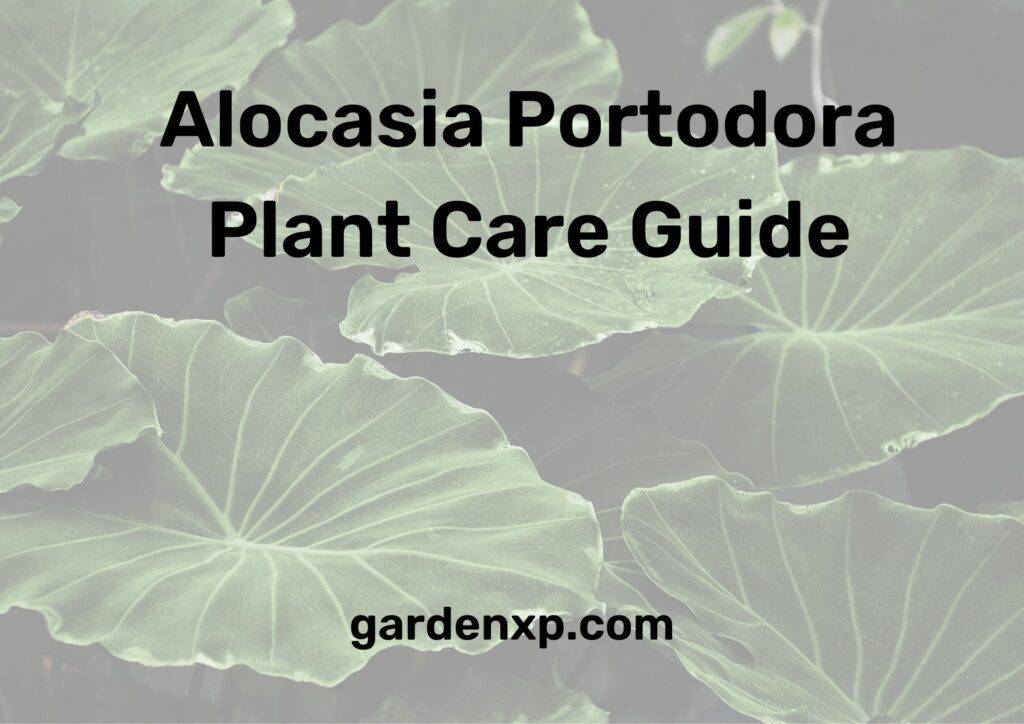 Alocasia Portodora Plant Care Guide