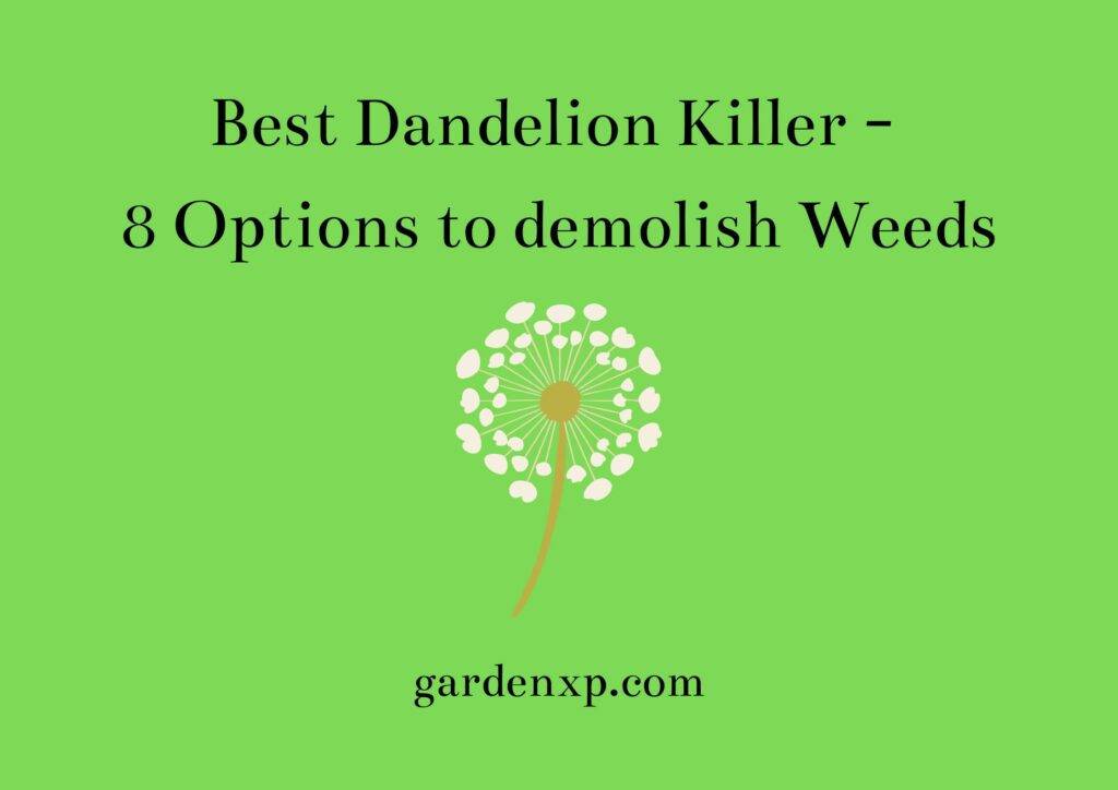 Best Dandelion Killer - 8 Options to demolish Weeds