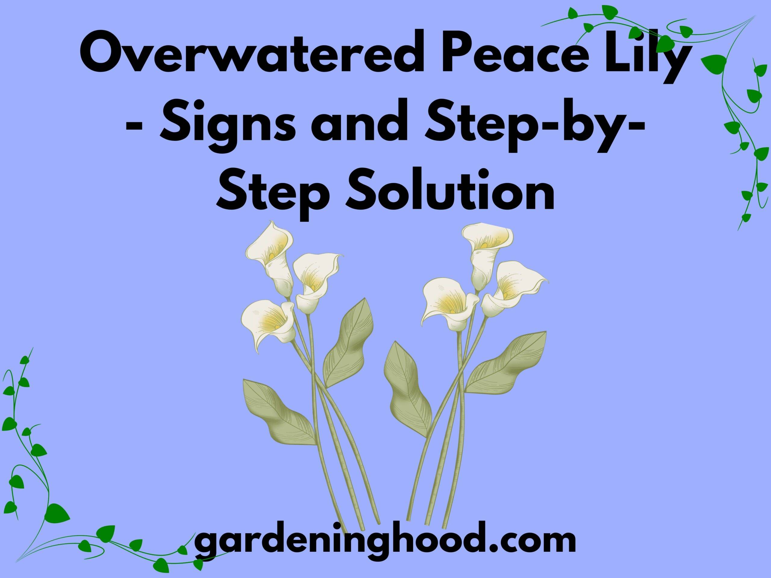 Overwatered Peace Lily - Signs and Step-by-Step Solution