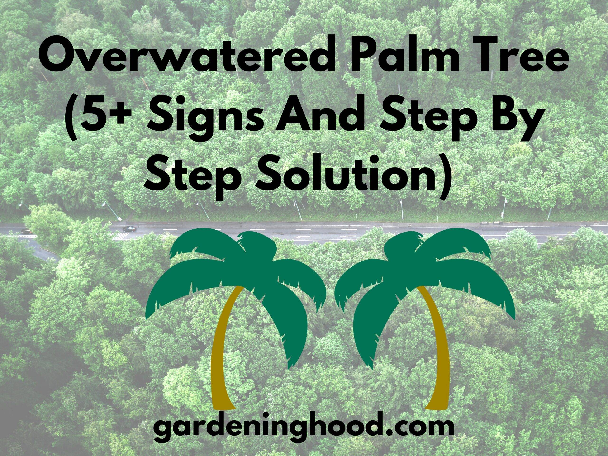 Overwatered Palm Tree (5+ Signs And Step By Step Solution)