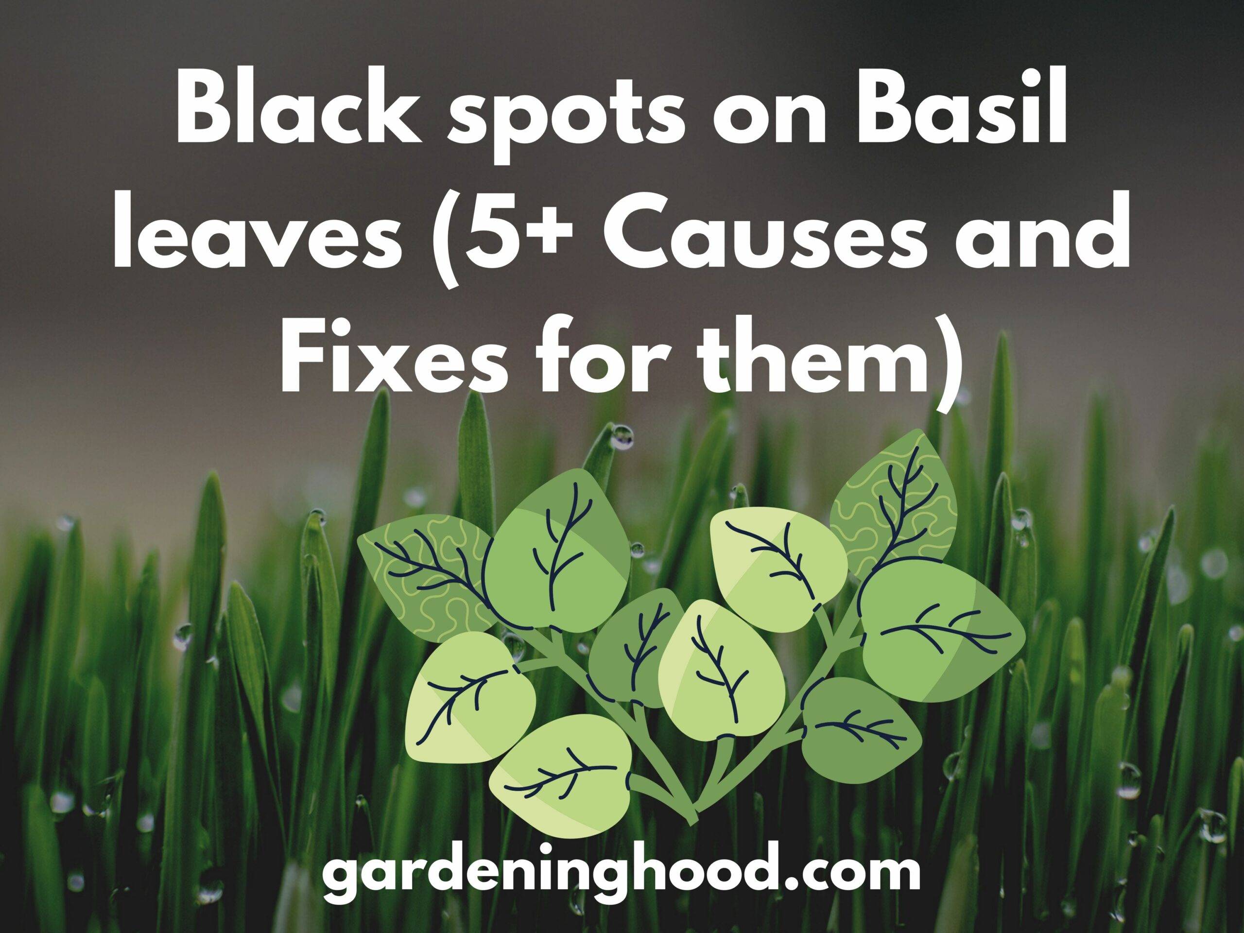Black spots on Basil leaves (5+ Causes and Fixes for them)