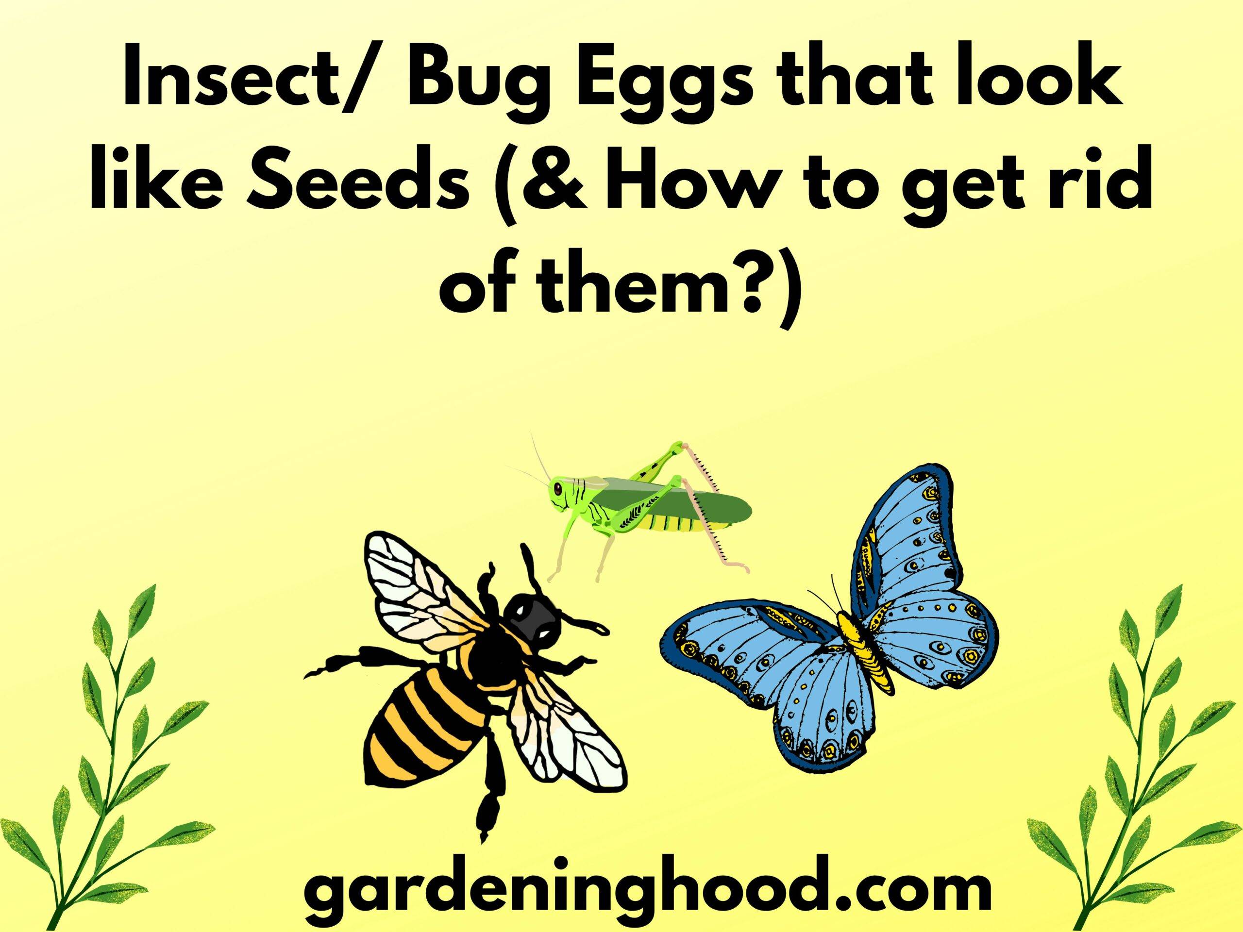 Insect/ Bug Eggs that look like Seeds (& How to get rid of them?)