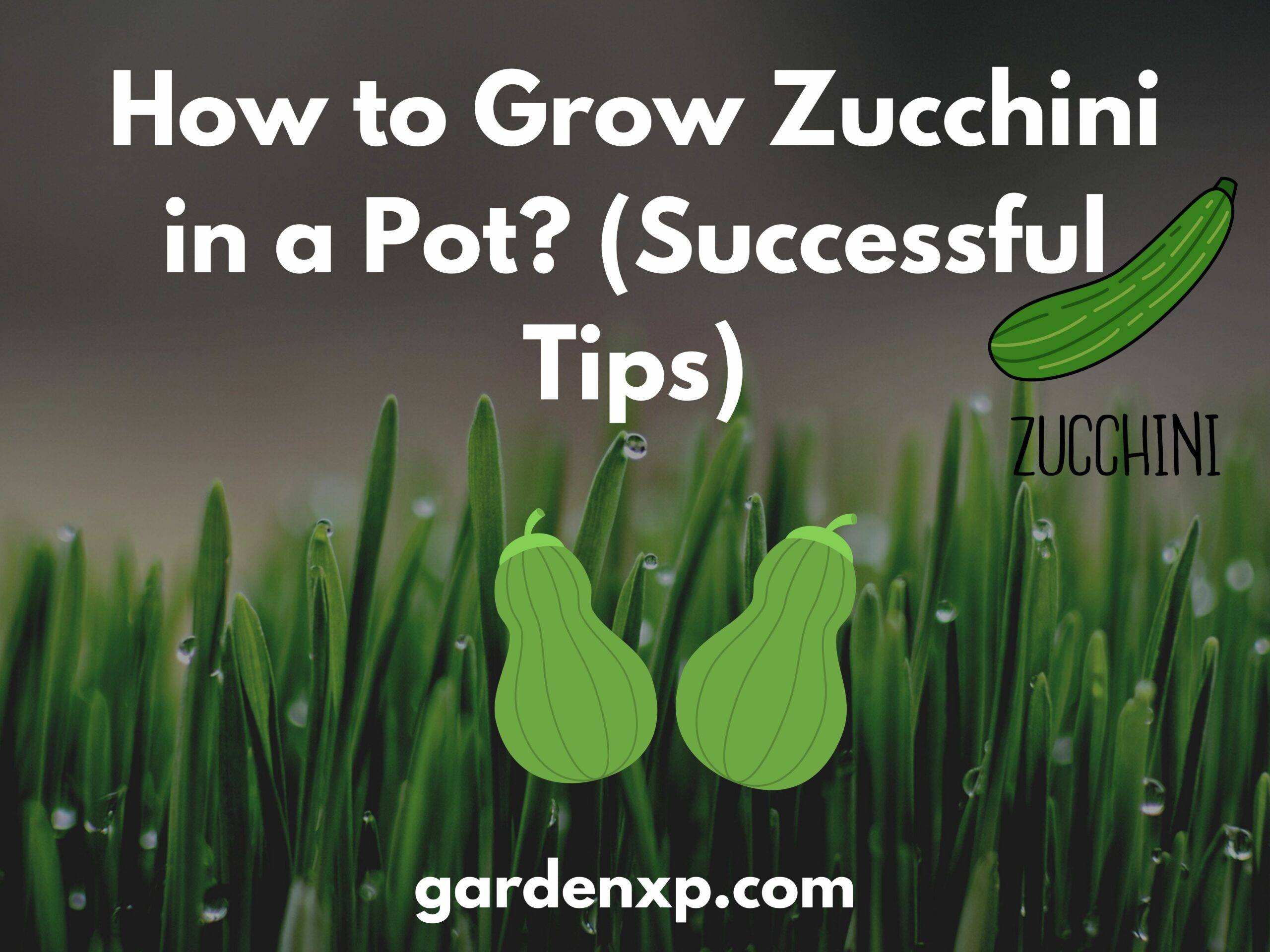 How to Grow Zucchini in a Pot? (10 Successful Tips)