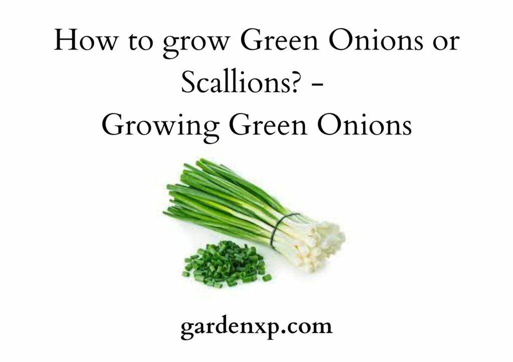 How to grow Green Onions or Scallions? - Growing Green Onions