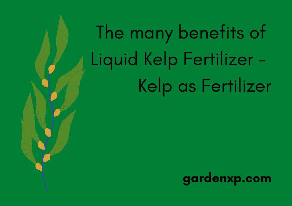 The many benefits of Liquid Kelp Fertilizer - Kelp as Fertilizer