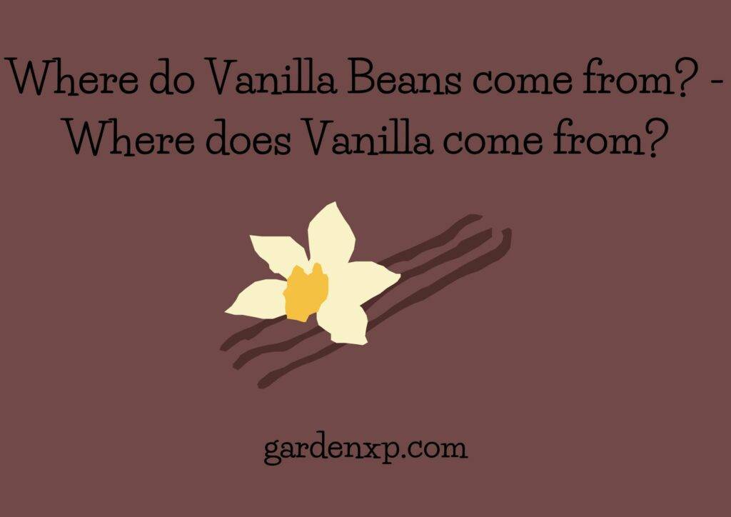 Where do Vanilla Beans come from? - Where does Vanilla come from?