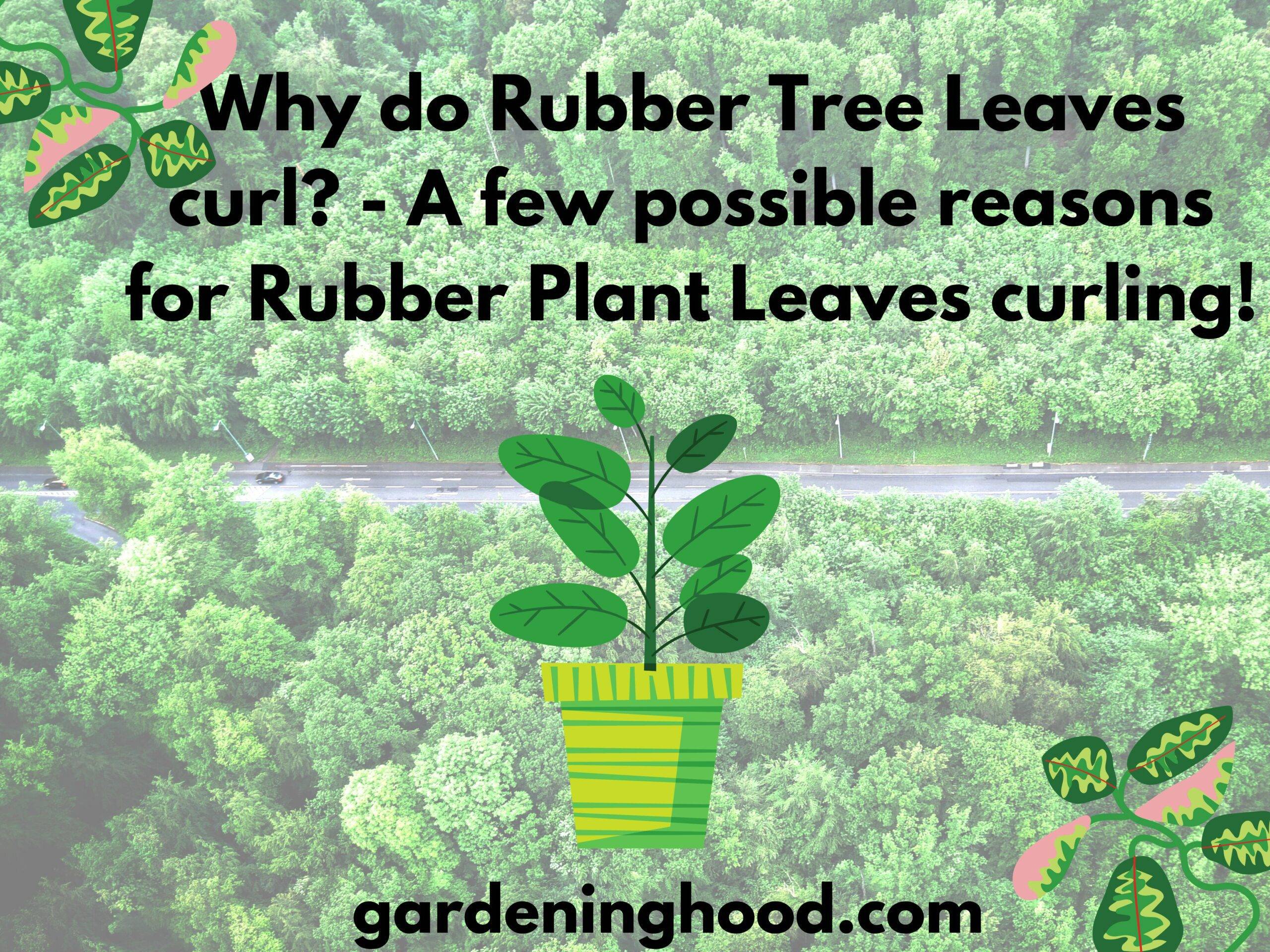 Why do Rubber Tree Leaves curl? - A few possible reasons for Rubber Plant Leaves curling!