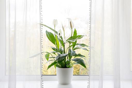 5+ Causes of Peace Lily Flowers Turning Brown or Black (Fixed!)