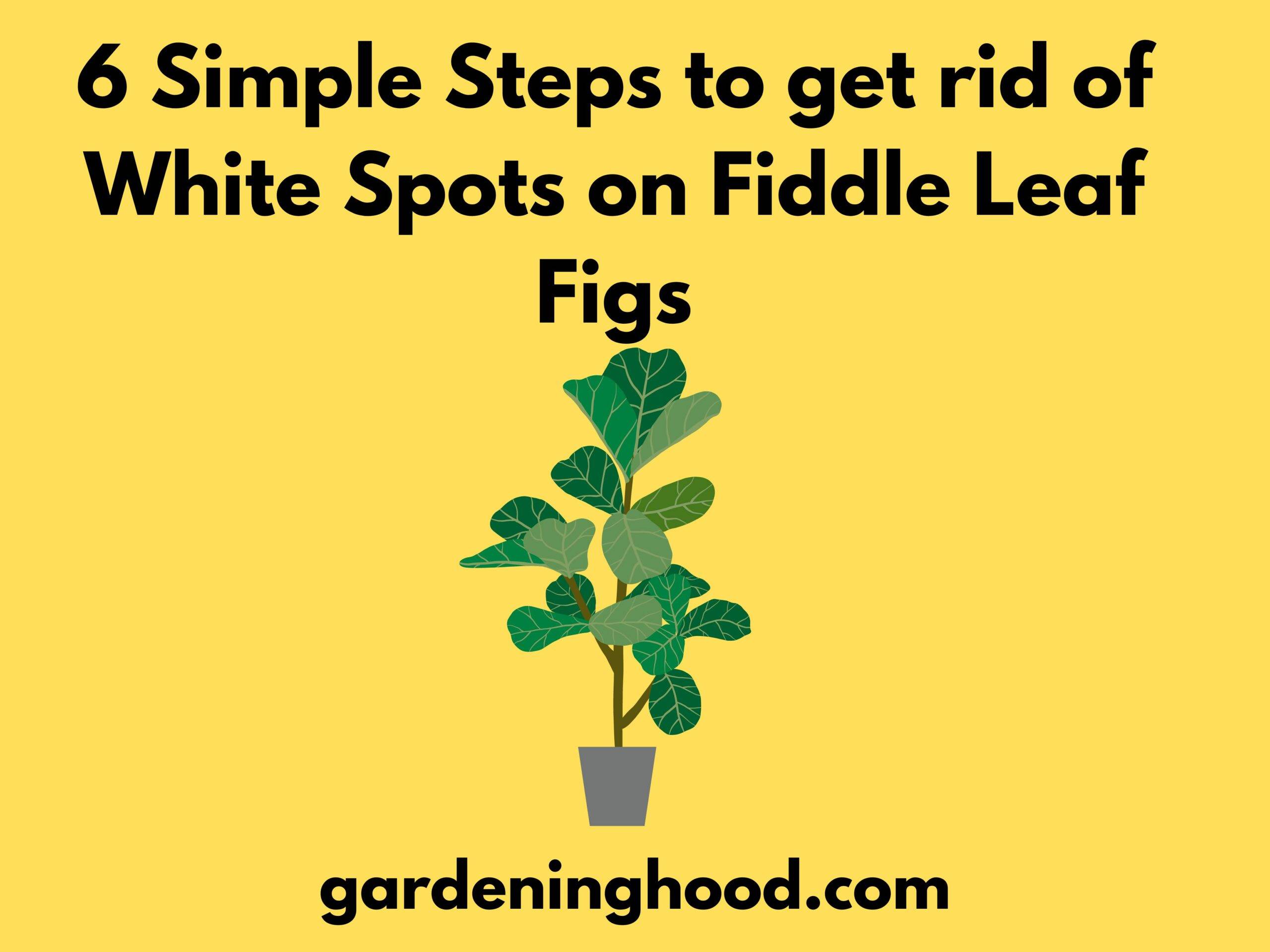 6 Simple Steps to get rid of White Spots on Fiddle Leaf Figs