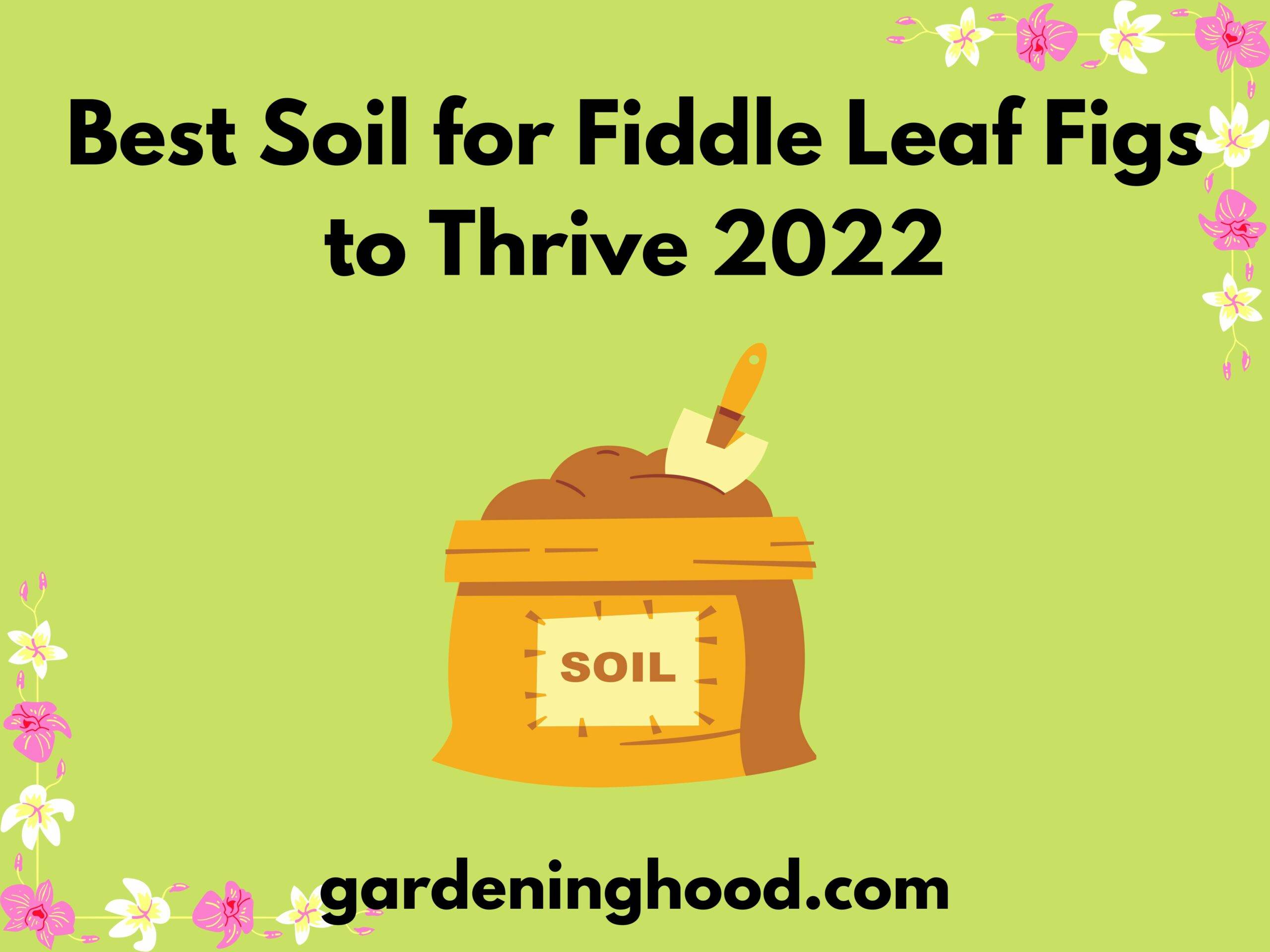 Best Soil for Fiddle Leaf Figs to Thrive 2023