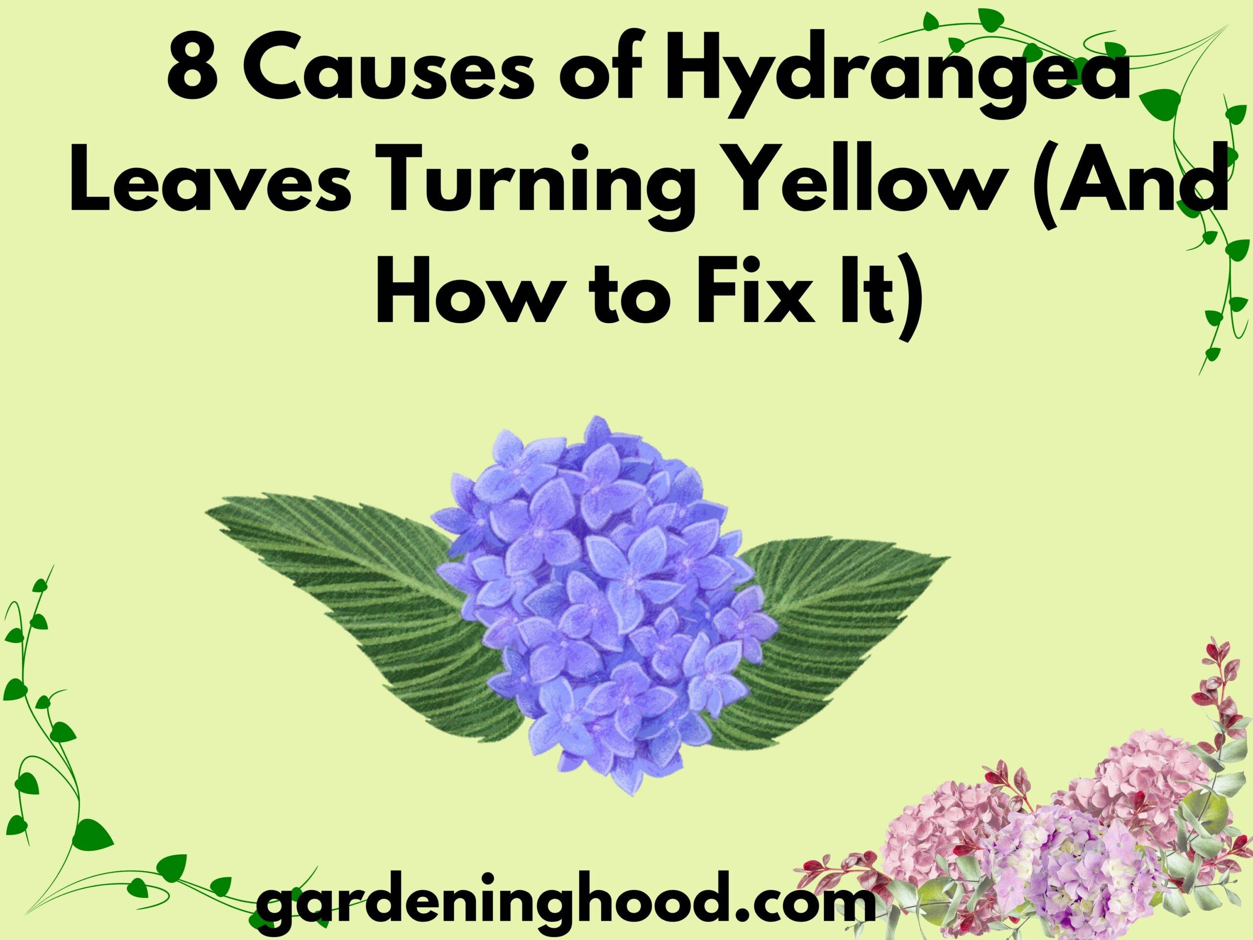 8 Causes of Hydrangea Leaves Turning Yellow (And How to Fix It)