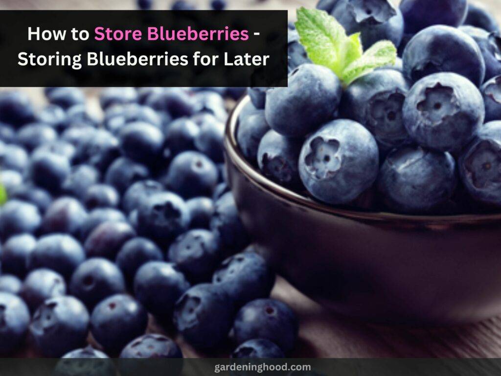 How to Store Blueberries - Storing Blueberries for Later
