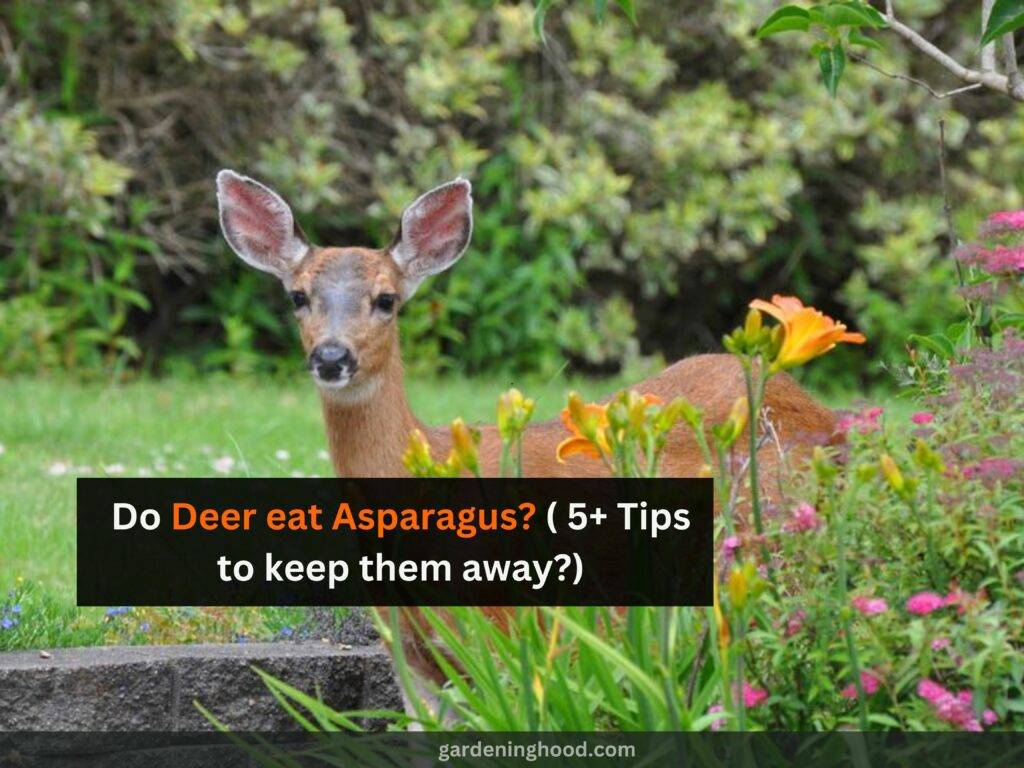 Do Deer eat Asparagus? ( 5+ Tips to keep them away?)