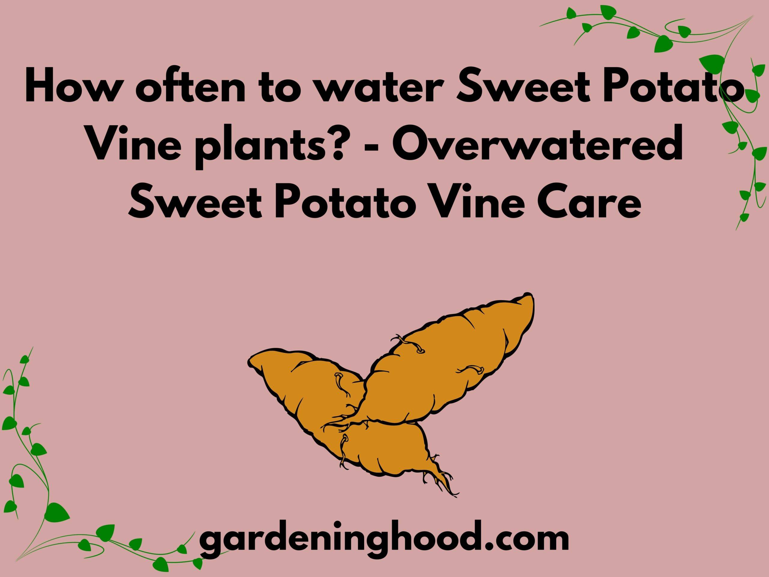 How often to water Sweet Potato Vine plants? - Overwatered Sweet Potato Vine Care