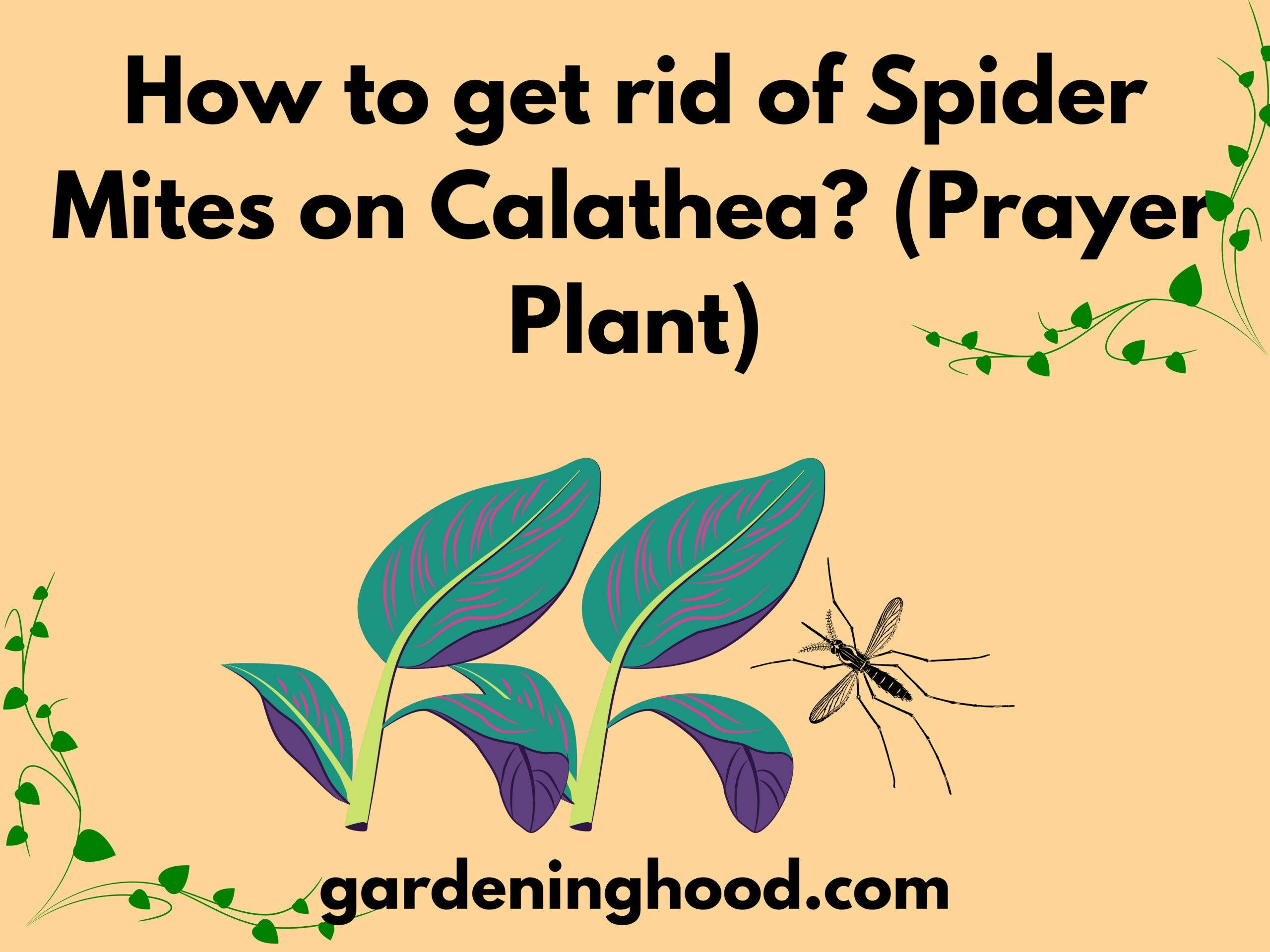 How to get rid of Spider Mites on Calathea? (Prayer Plant)