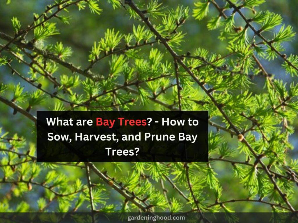 What are Bay Trees? - How to Sow, Harvest, and Prune Bay Trees?