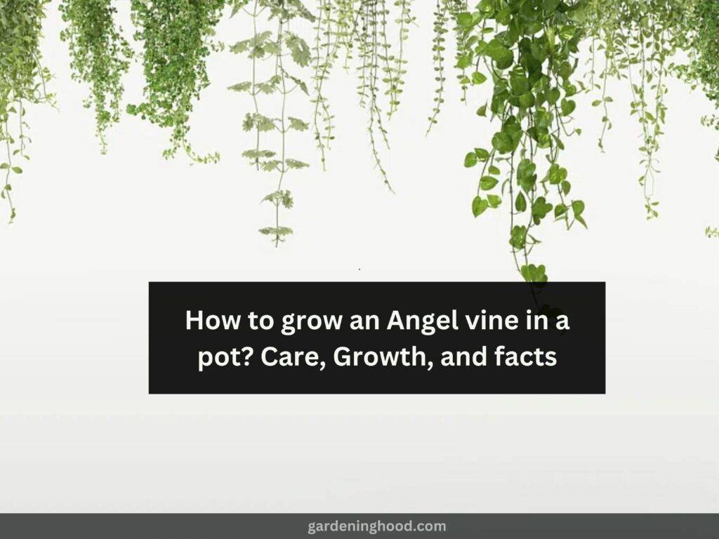 How to grow Angel vine in a pot? - Care, Growth, and facts
