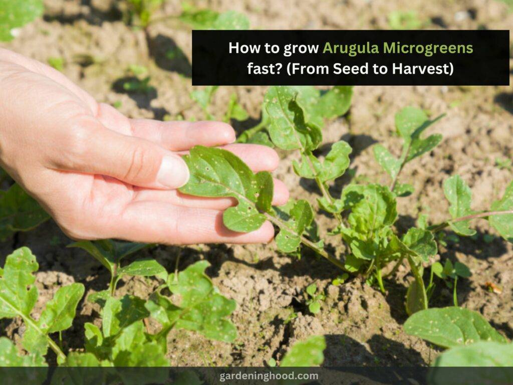 How to grow Arugula Microgreens fast? (From Seed to Harvest)