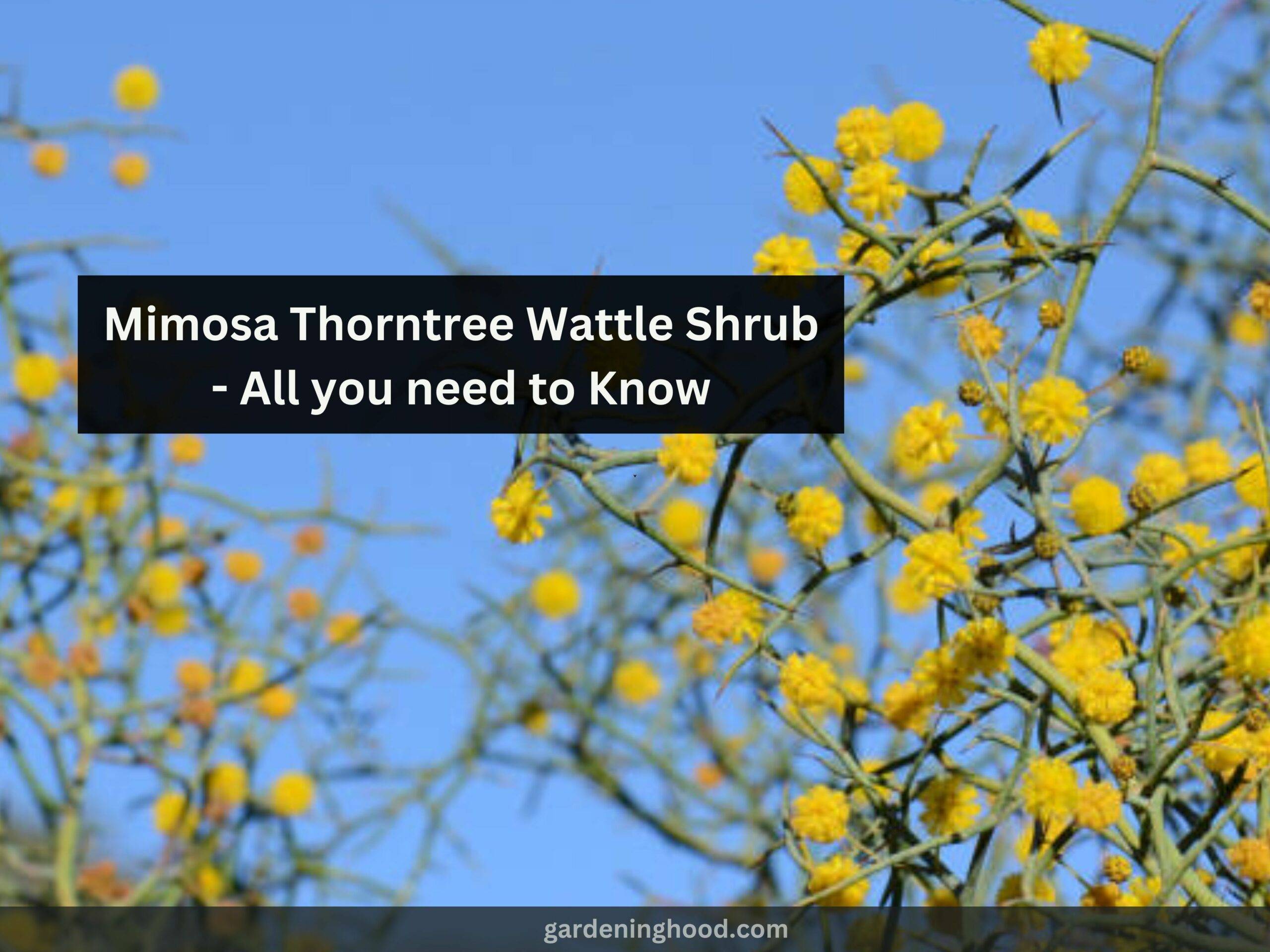 Mimosa Thorntree Wattle Shrub - All you need to Know