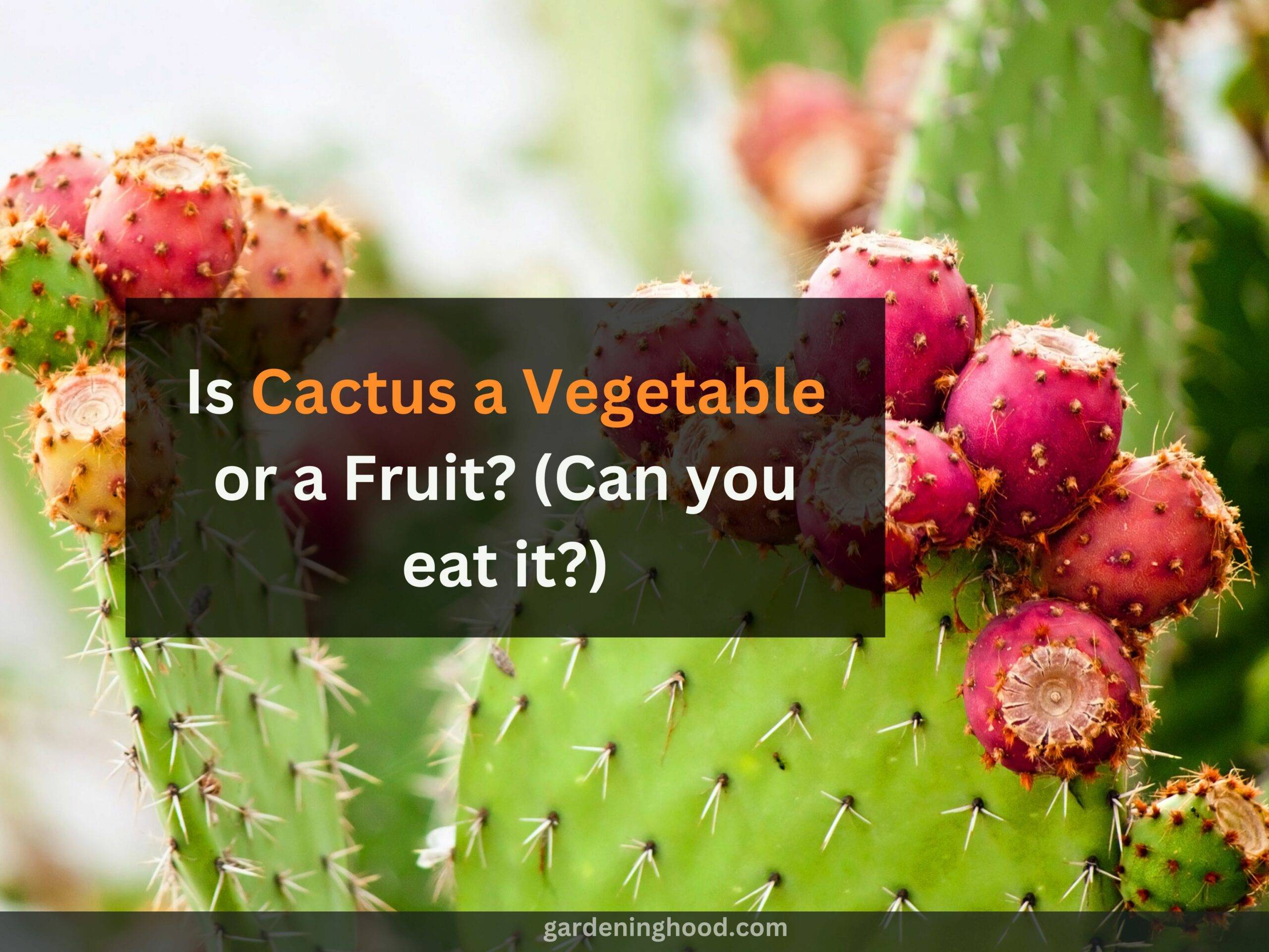 Is Cactus a Vegetable or a Fruit? (Can you eat it?)