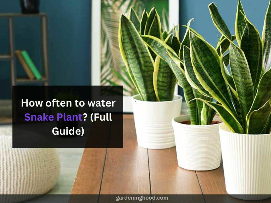 How often to water Snake Plant? (Full Guide)