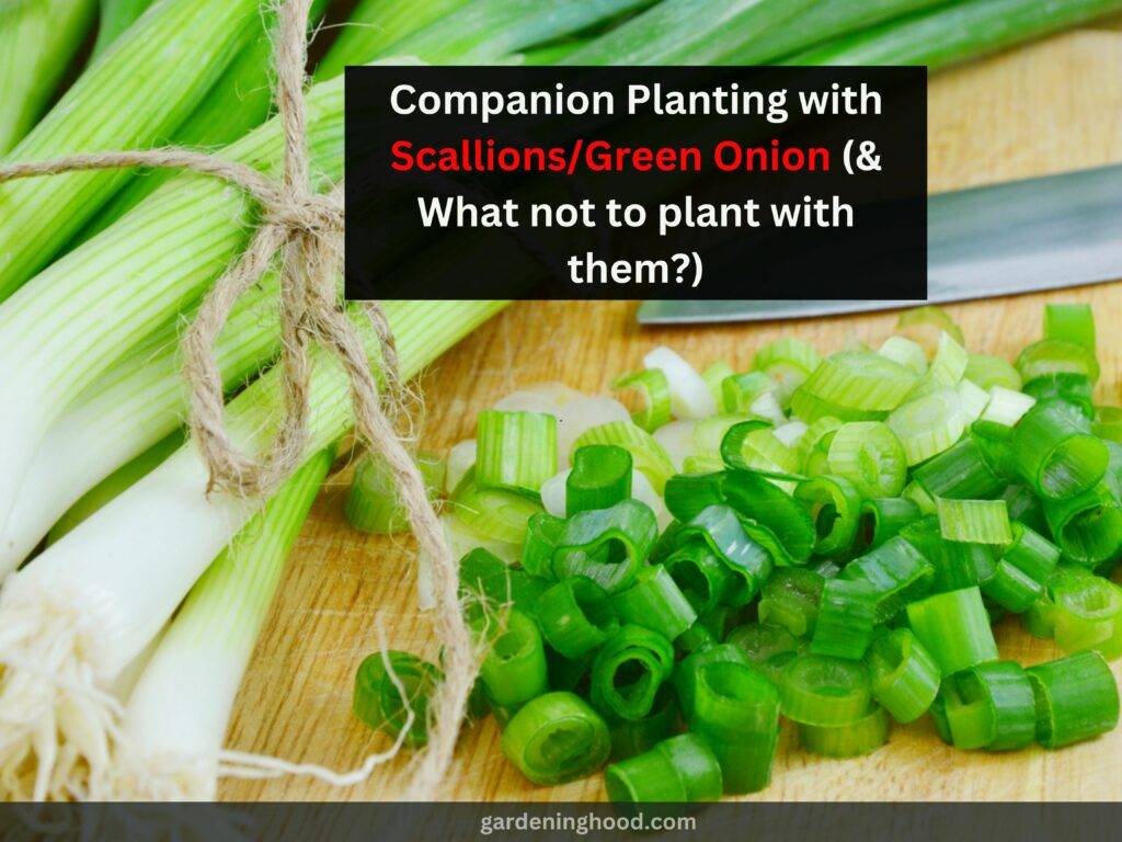 Companion Planting with Scallions/Green Onion (& What not to plant with them?)