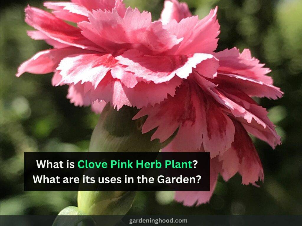 What is Clove Pink Herb Plant? What are its uses in the Garden?