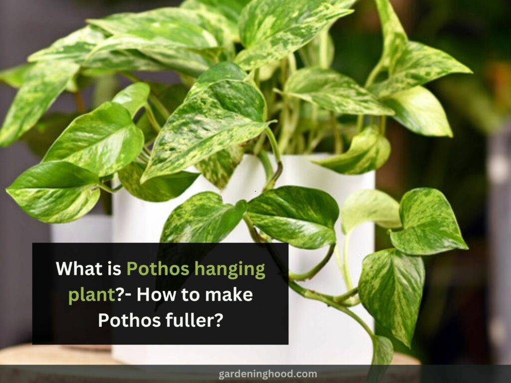 What is Pothos hanging plant?- How to make Pothos fuller?