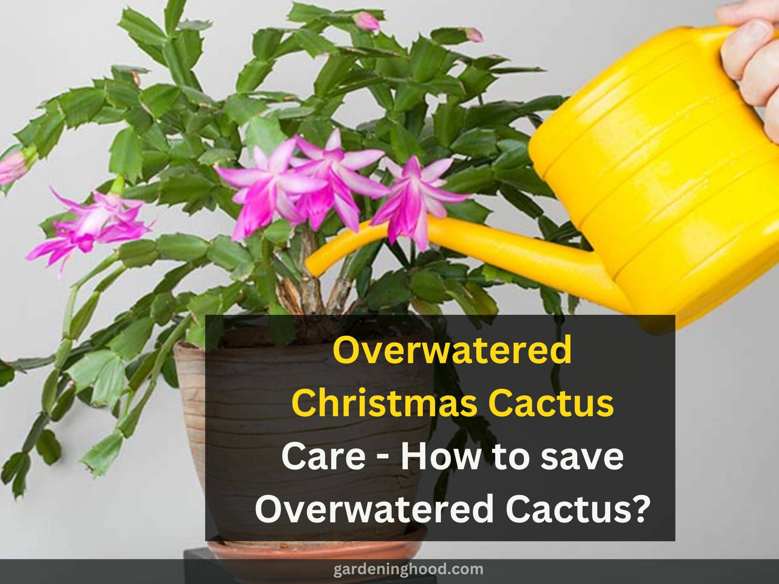 Overwatered Christmas Cactus Care - How to save Overwatered Cactus?