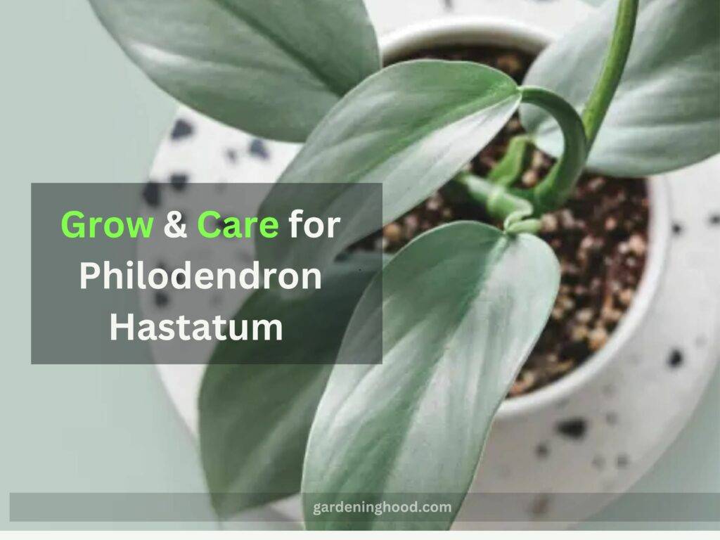 Philodendron Hastatum