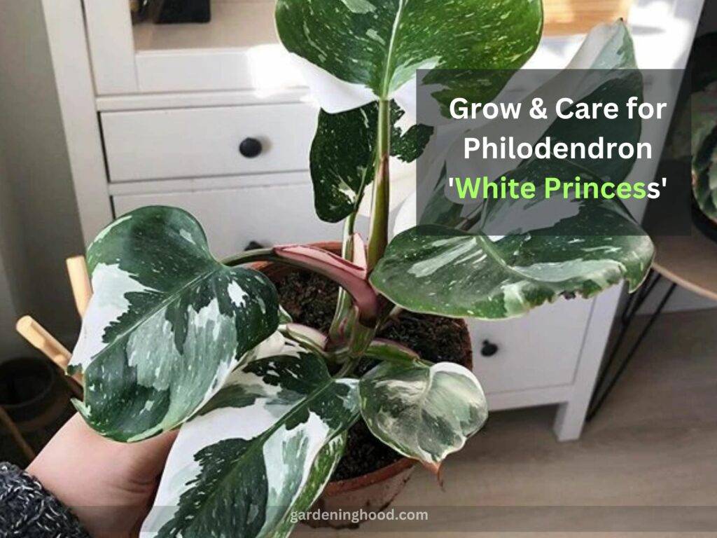 How to Grow & Care for Philodendron 'White Princess'