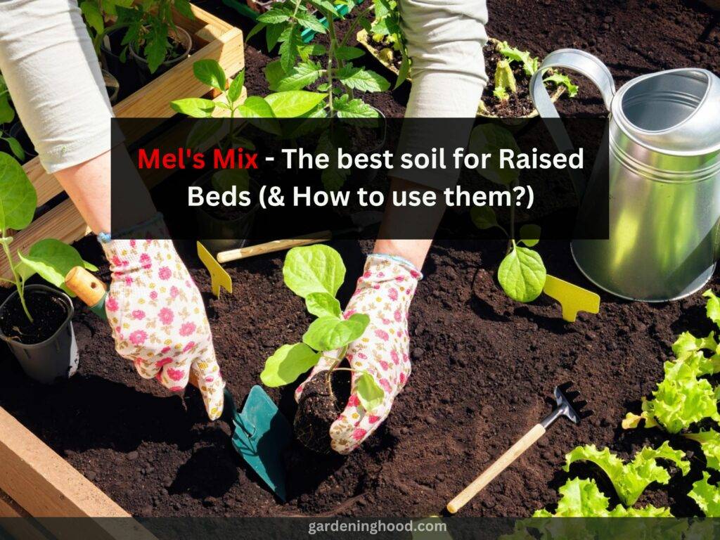 Mel's Mix - The best soil for Raised Beds (& How to use them?)