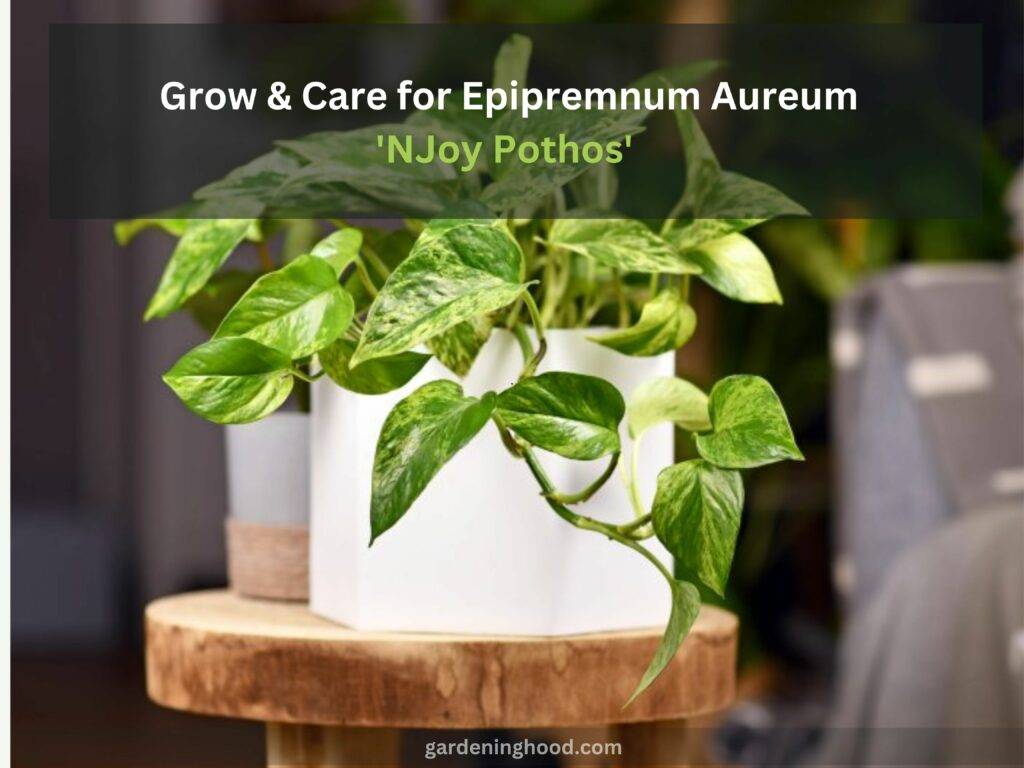 How to Grow & Care for Epipremnum Aureum 'NJoy Pothos'