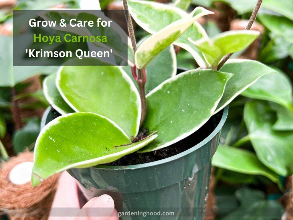 How to Grow & Care for Hoya Carnosa 'Krimson Queen'