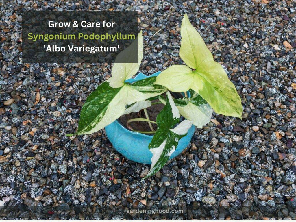 How to Grow & Care for Syngonium Podophyllum 'Albo Variegatum'