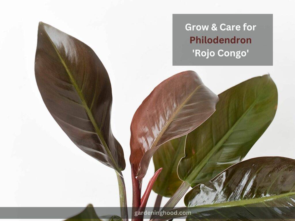 How to Grow & Care for Philodendron 'Rojo Congo'