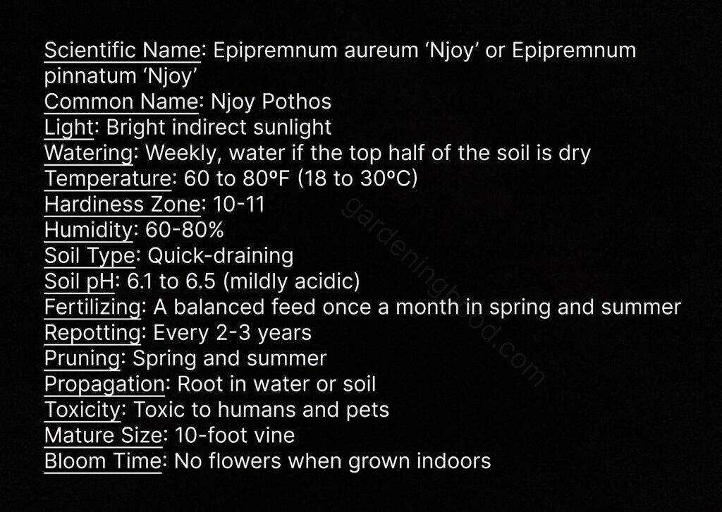 How to Grow & Care for Epipremnum Aureum 'NJoy Pothos' 