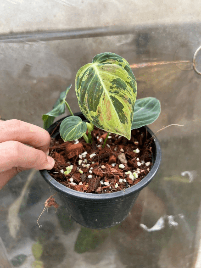 How to Grow & Care for Philodendron Melanochrysum 'Melano'