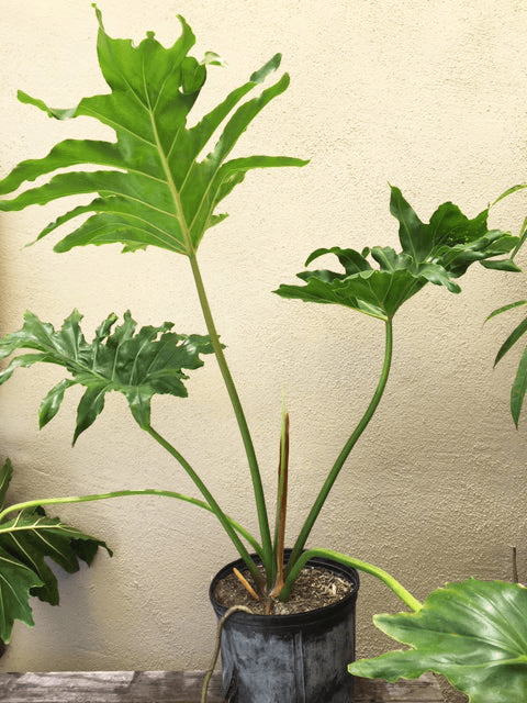 How to Grow & Care for Philodendron Selloum 'Tree Philodendron' 