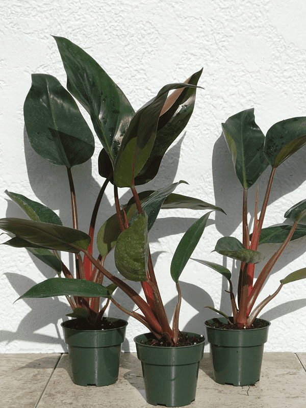 How to Grow & Care for Philodendron 'Rojo Congo' 