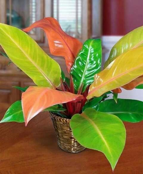 How to Grow & Care for Philodendron 'Prince of Orange'