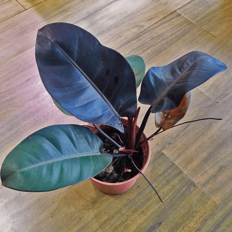 How to Grow & Care for Philodendron Erubescens 'Black Cardinal'