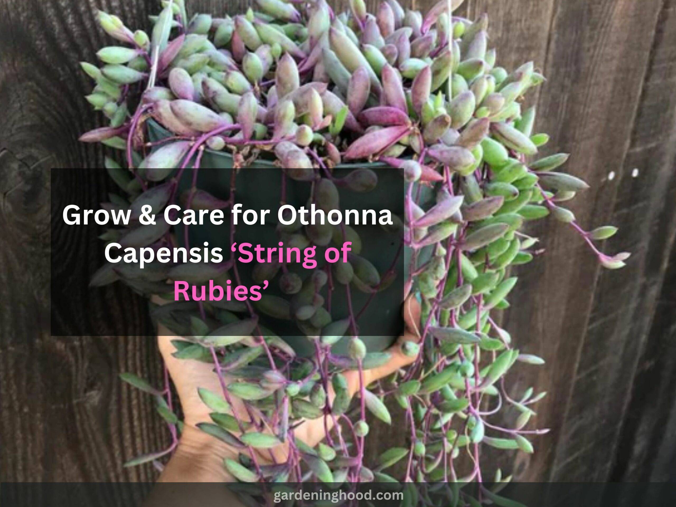 How to Grow & Care for Othonna Capensis ‘String of Rubies’ (2023)